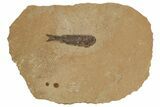 Jurassic Fossil Fish (Hulettia) - Wyoming #188870-1